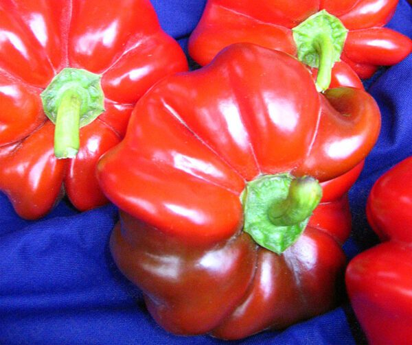 Capsicum annuum Szuszanna 1