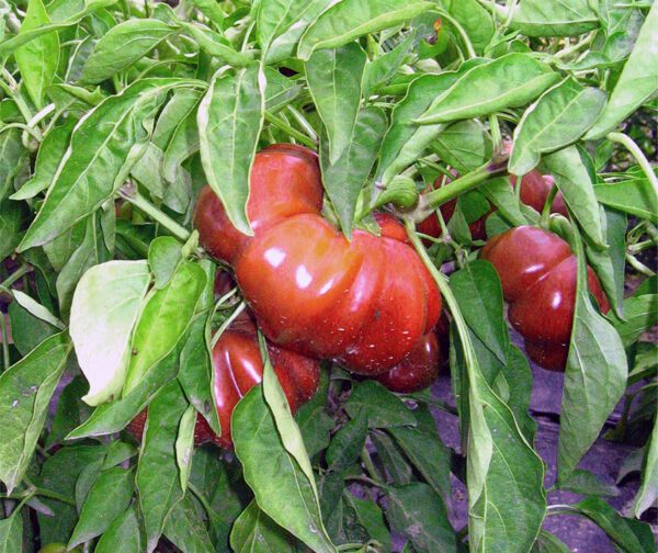 Capsicum annuum Szuszanna 4