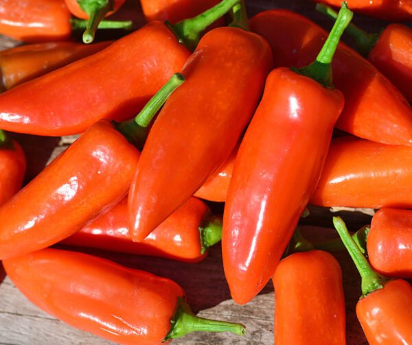 Capsicum annuum Tangerine Dream 2