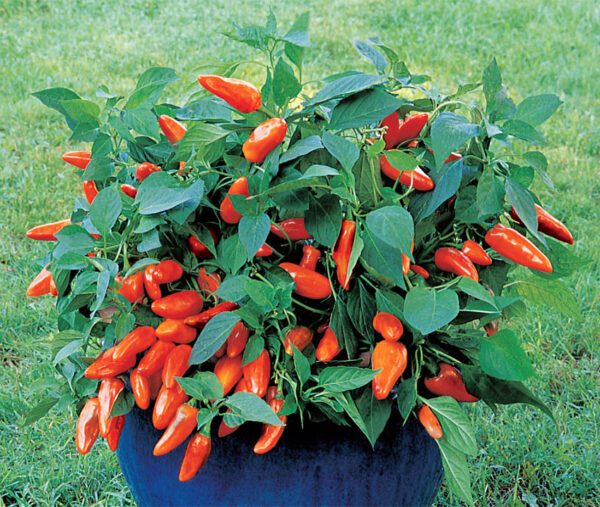 Capsicum annuum Tangerine Dream