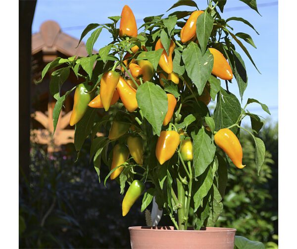 Capsicum annuum Terrazzi F1