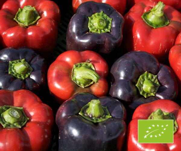 Capsicum annuum Violetta BIO