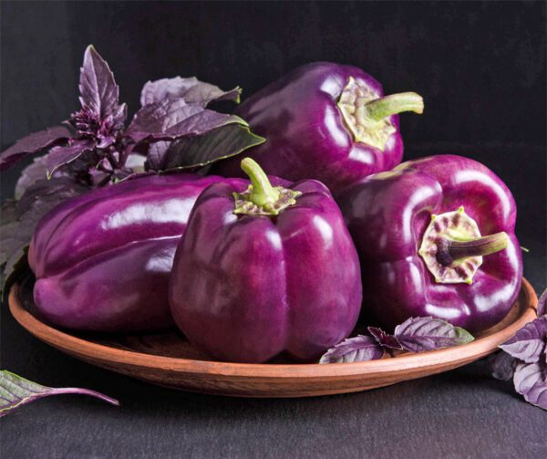 Capsicum annuum Zulu 2