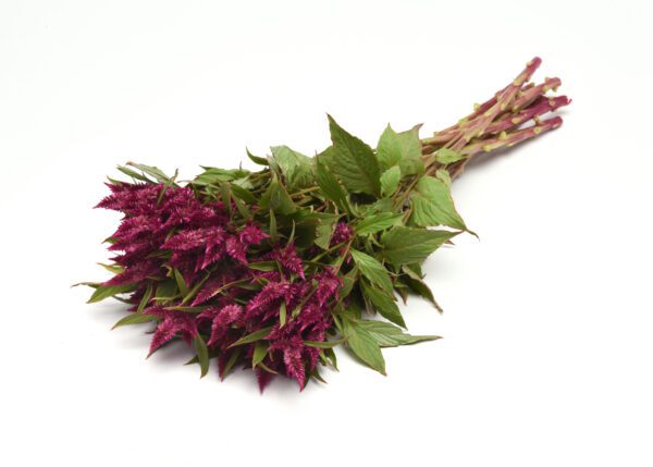 Celosia spicata Celway™ Purple - Image 2