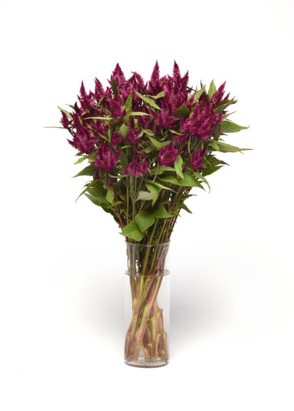 Celosia spicata Celway™ Purple - Image 3