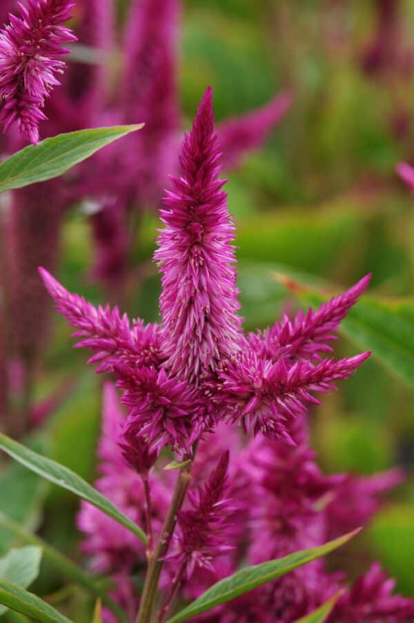 Celosia spicata Celway™ Purple