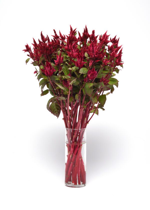 Celosia spicata Celway™ Red - Image 3