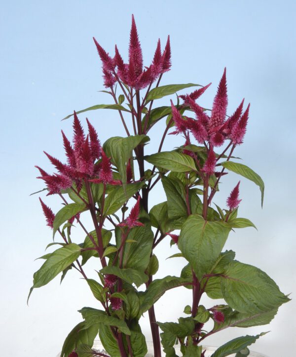 Celosia spicata Celway™ Red - Image 4