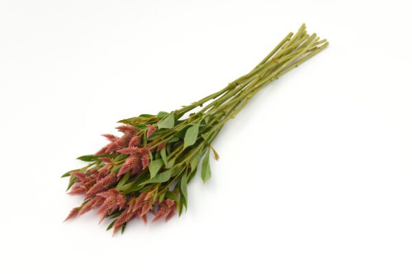 Celosia spicata Celway™ Salmon - Image 2