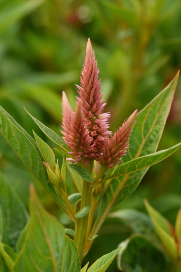 Celosia spicata Celway™ Salmon - Image 4