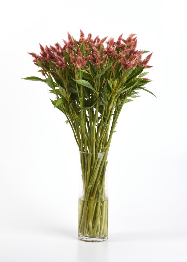 Celosia spicata Celway™ Salmon - Image 3