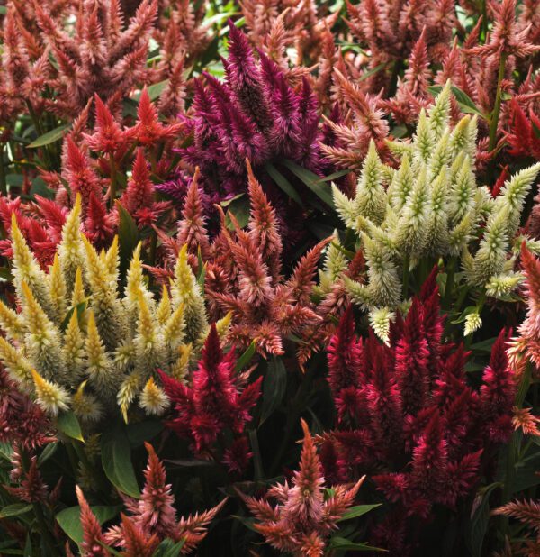 Celosia spicata Celway™ Mixture - Image 2