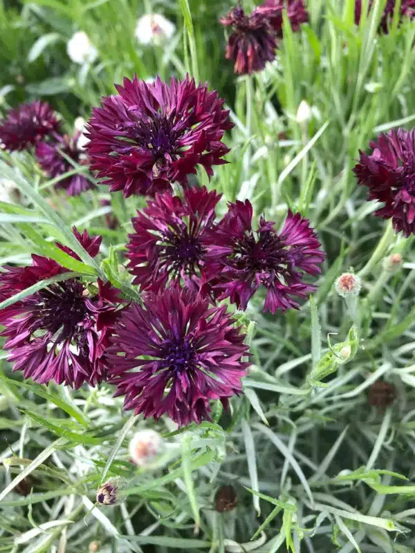 Centaurea Black Ball scaled