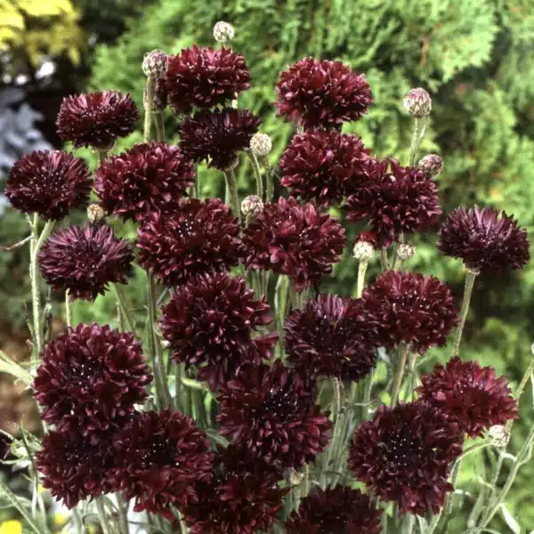 Centaurea cyanus Black Ball 1