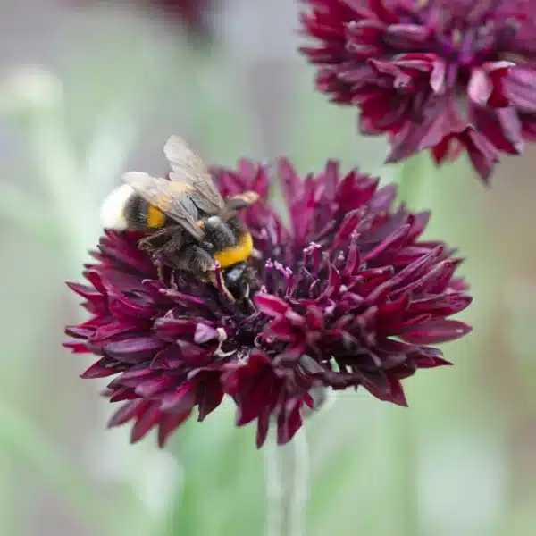 Centaurea cyanus Black Ball 2