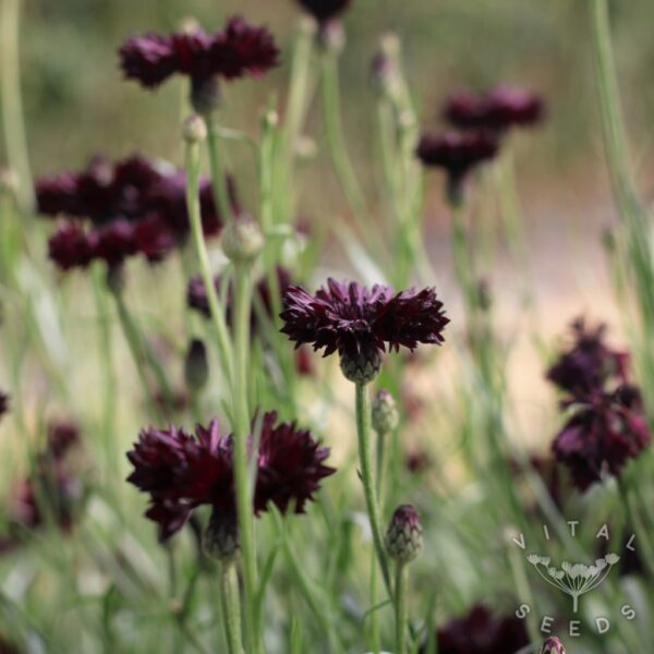 Centaurea cyanus Black Ball