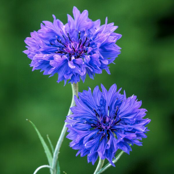 Centaurea cyanus Blue Boy 1