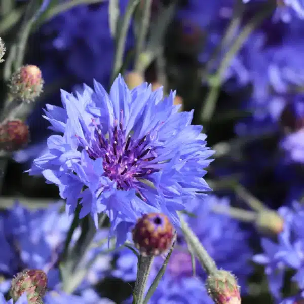 Centaurea cyanus Blue Boy