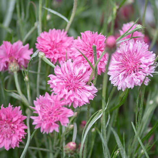 Centaurea cyanus Pinkie 1