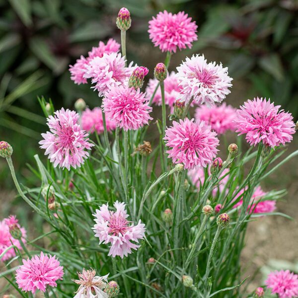 Centaurea cyanus Pinkie