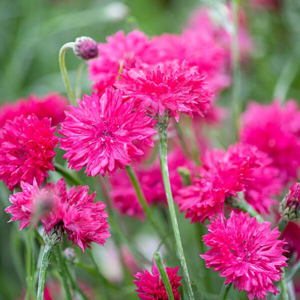 Centaurea cyanus Red Boy