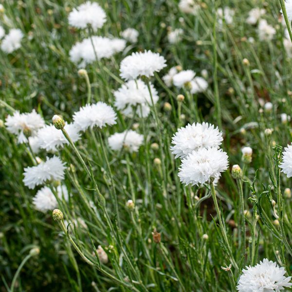 Centaurea cyanus Snowman 1