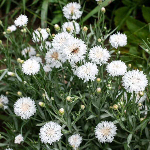 Centaurea cyanus Snowman 2