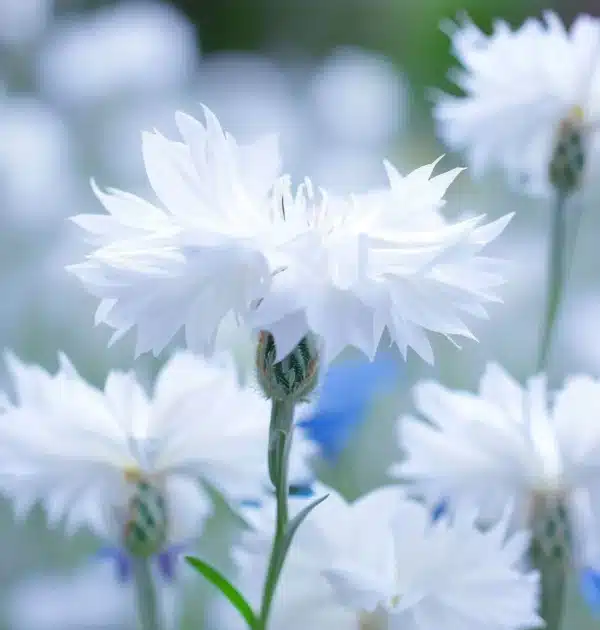 Centaurea cyanus White 2