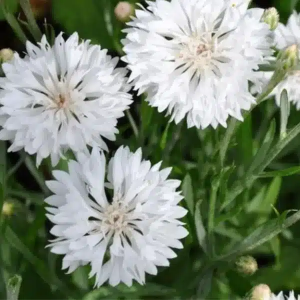 Centaurea cyanus White