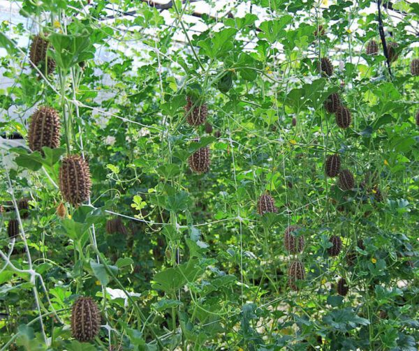 Cucumis africanus 1