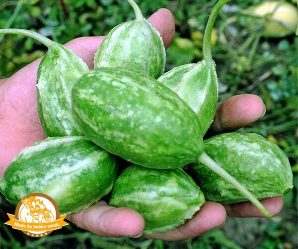 Cucumis anguria Liso Calcuta