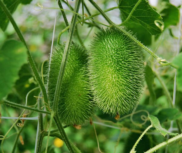 Cucumis dipsaceus 1