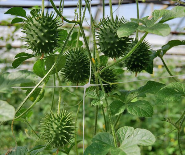 Cucumis hirsutus