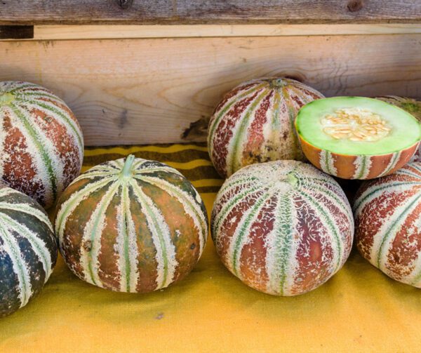 Cucumis melo Kajari Sugar 1