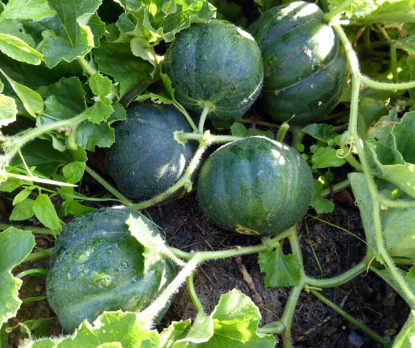 Cucumis melo Petit Gris de Rennes Sugar