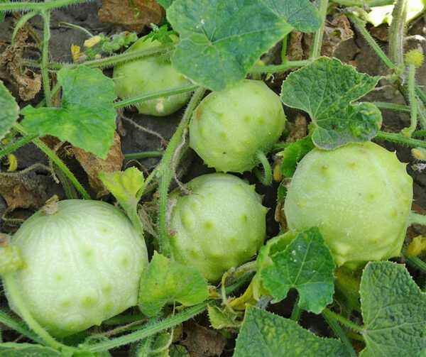 Cucumis metuliferus Kiwano Jelly Rund 1