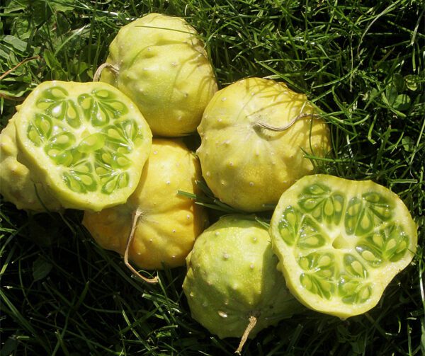 Cucumis metuliferus Kiwano Jelly Rund