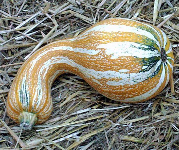 Cucurbita mixta Cushaw Orange striped