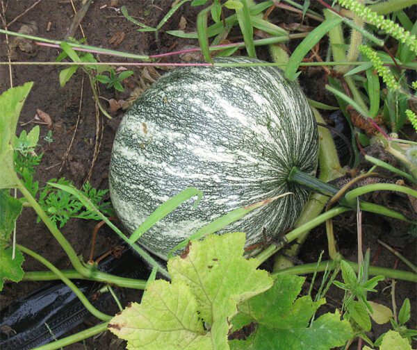 Cucurbita mixta Pepita 1