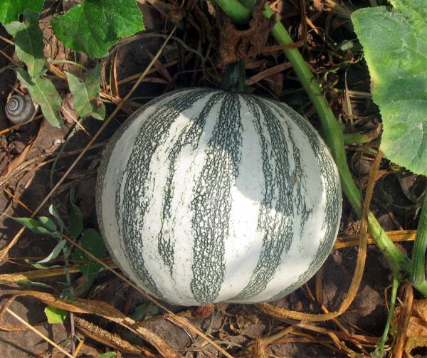 Cucurbita mixta Pepita