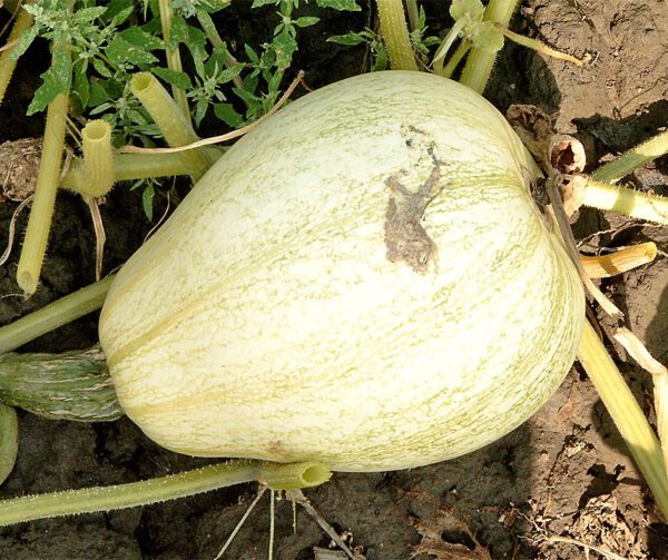 Cucurbita mixta Tennessee Sweet Potato