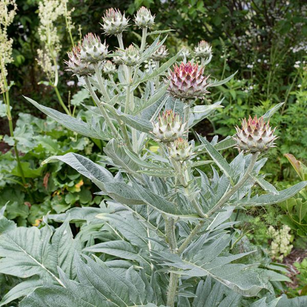 Cynara cardunculus 1