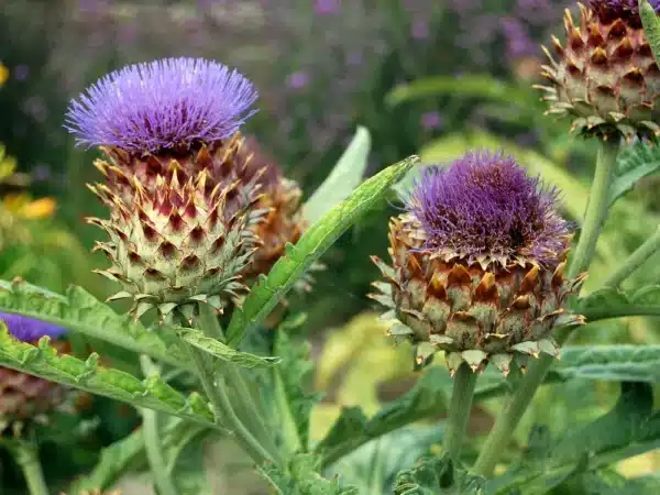 Cynara cardunculus 3