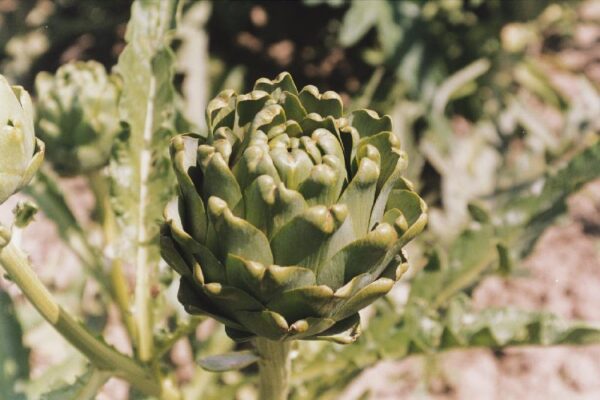 Cynara scolymus Green Globe