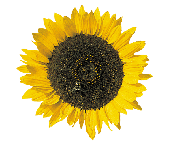 Helianthus annuus (Sunflower) Cutting Gold - Image 2