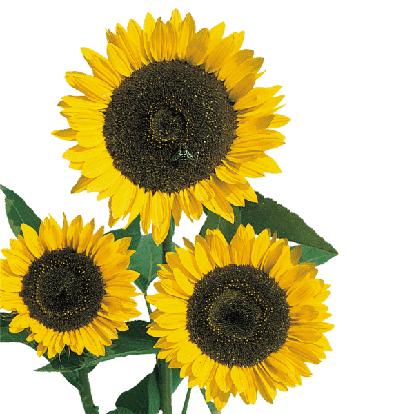 Helianthus annuus (Sunflower) Cutting Gold