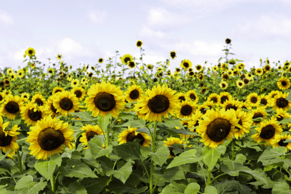 Helianthus annuus (Sunflower) Cutting Gold - Image 3