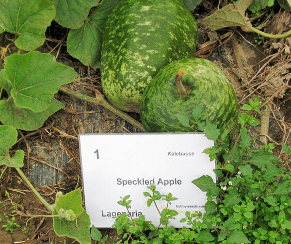 Lagenaria siceraria Speckled Apple 2