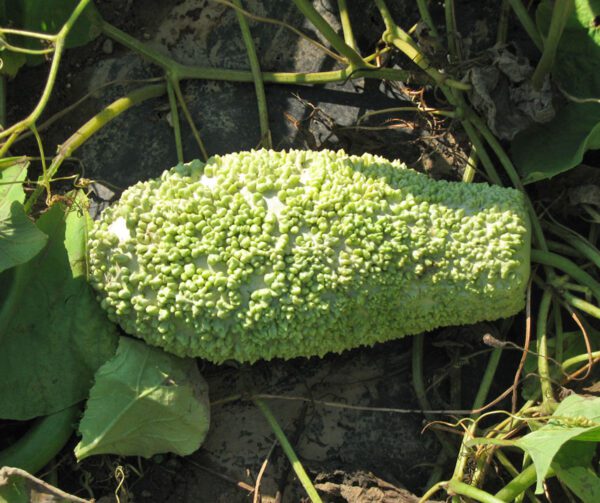 Lagenaria siceraria Verruqueux de Maurice 1