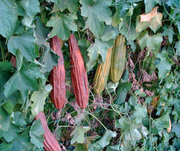 Luffa cylindrica